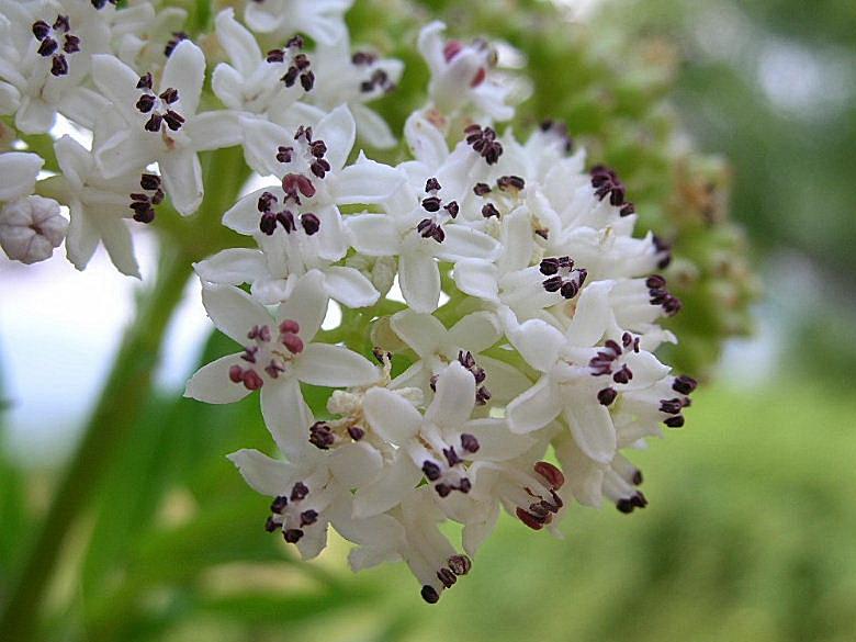 Sambucus ebulus / Sambuco lebbio